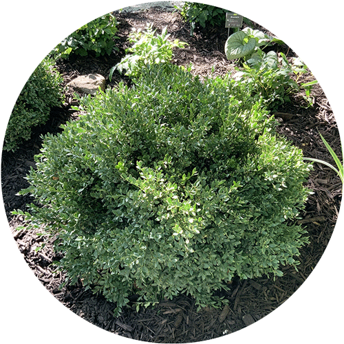 A green, round Boxwood shrub.